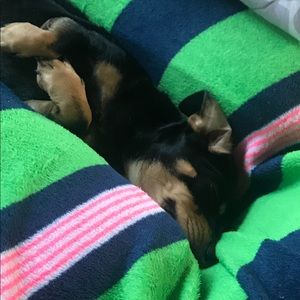 Meet your Posher, Brigit